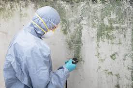 Best Biohazard Mold Removal in North Braddock, PA